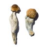 Transkei Magic Mushrooms Transkei Magic Mushrooms