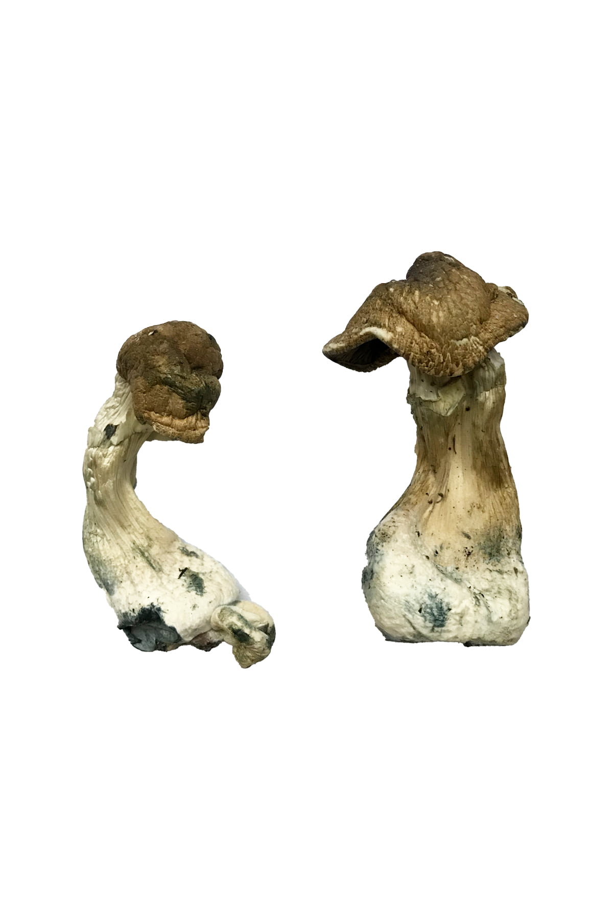 Tri-Colour Ecuadorian Mushrooms Tri-Colour Ecuadorian Mushrooms