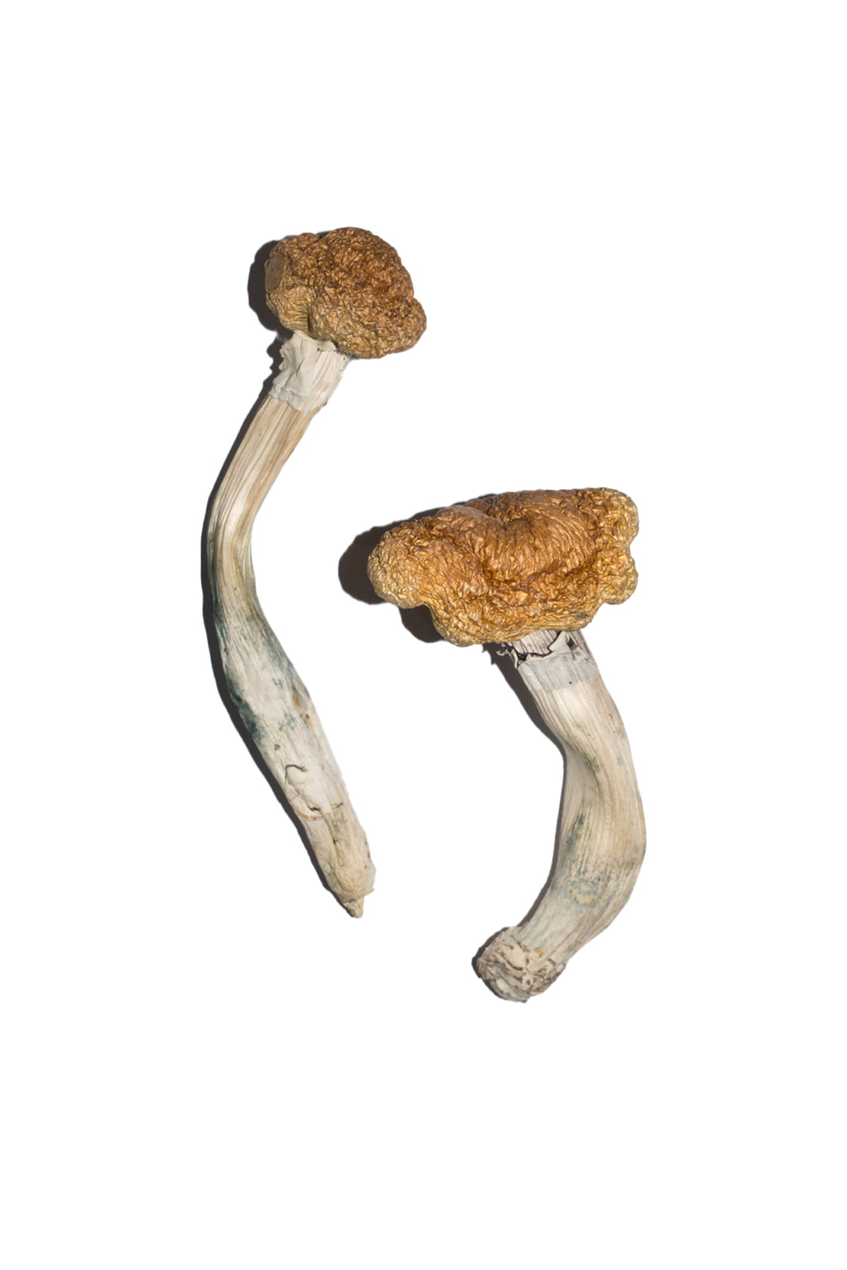 Vietnamese Magic Mushrooms Vietnamese Magic Mushrooms