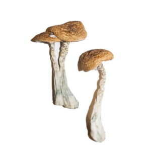 Wavy Cap Mushrooms BUY MAGIC MUSHROOMS