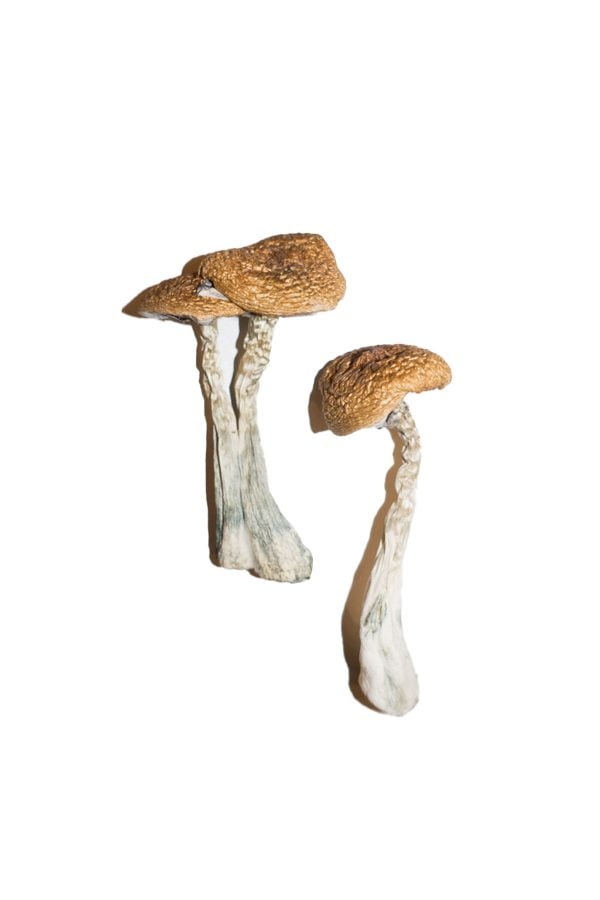Wavy Cap Mushrooms BUY MAGIC MUSHROOMS