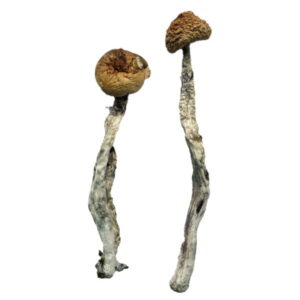 Z-Strain Magic Mushrooms Z-Strain Magic Mushrooms
