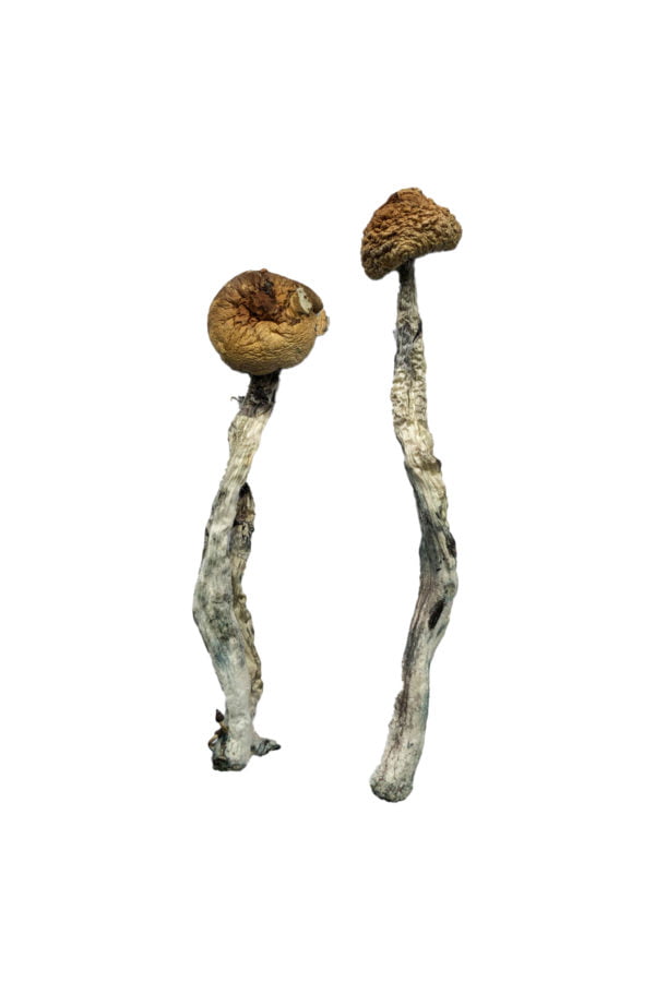 Z-Strain Magic Mushrooms Z-Strain Magic Mushrooms