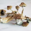 Bayou Magic Mushrooms liberty cap mushrooms for sale