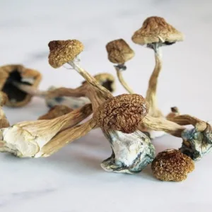 liberty cap mushrooms for sale
